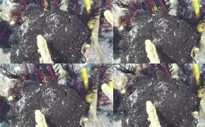 xo殑姝屽拰楣挎櫁鏋滅劧寰堟惌 xo殑姝屽拰楣挎櫁鏋滅劧寰堟惌